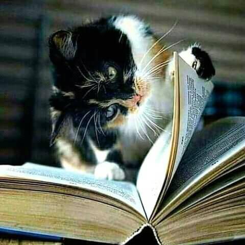 Cat Reading personal development positive motivation self-help recommended books